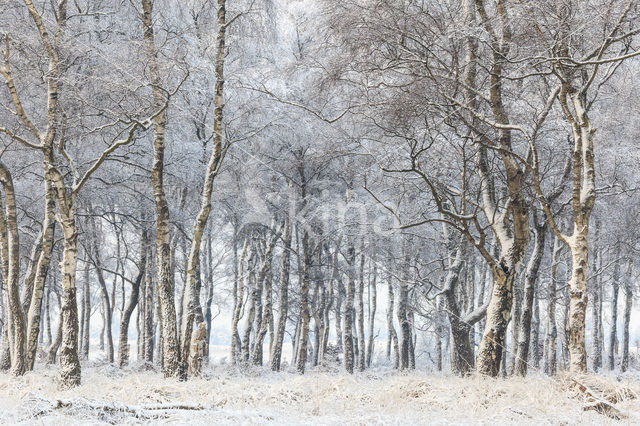 Berk (Betula)