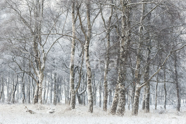 Berk (Betula)