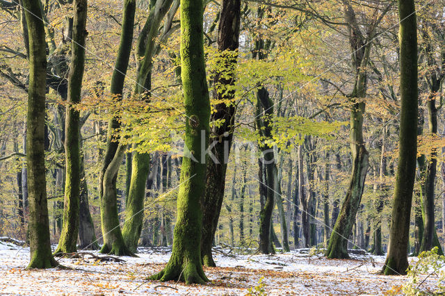 Beuk (Fagus sylvatica)