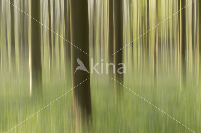 Beech (Fagus sylvatica)