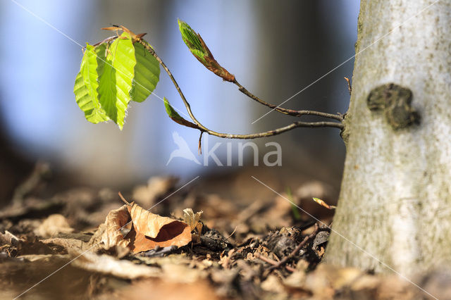 Beech (Fagus spec.)