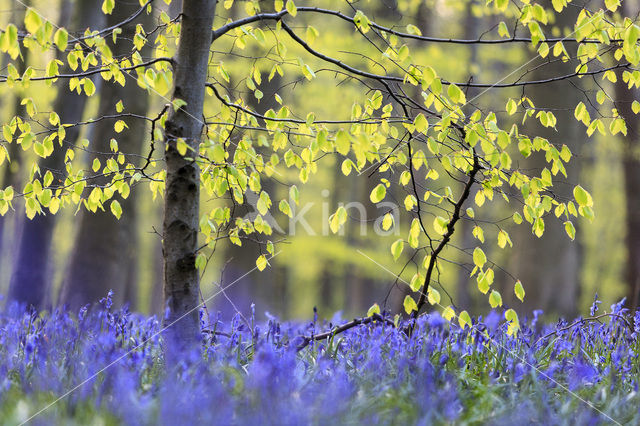 Beech (Fagus spec.)