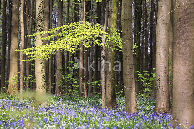 Beuk (Fagus spec.)