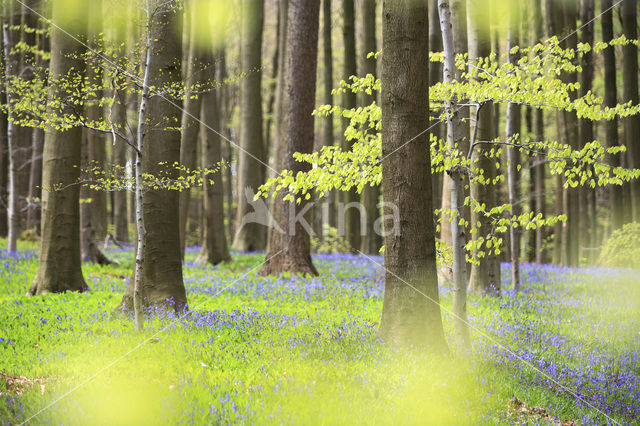 Beech (Fagus spec.)