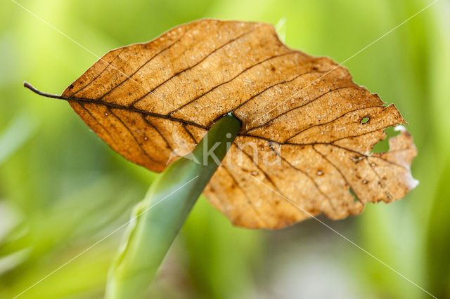 Beuk (Fagus spec.)