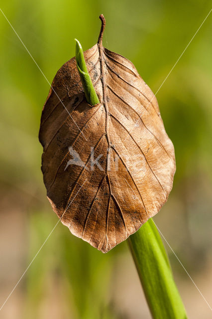 Beech (Fagus spec.)