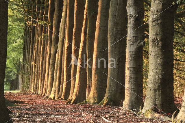 Beech (Fagus spec.)