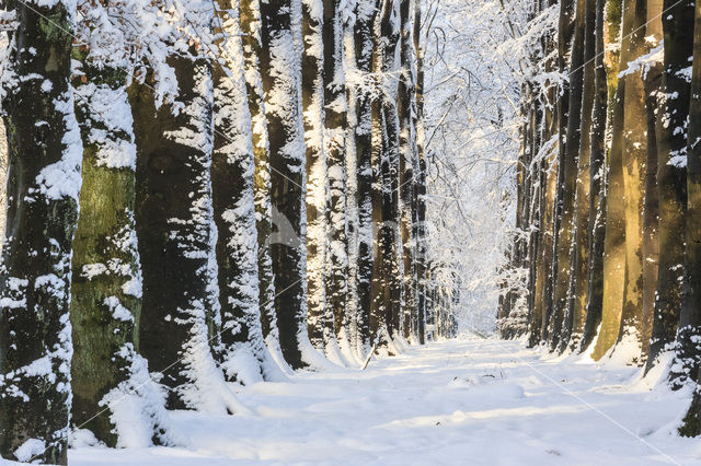 Beech (Fagus spec.)