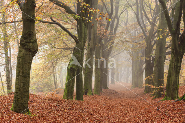 Beech (Fagus spec.)