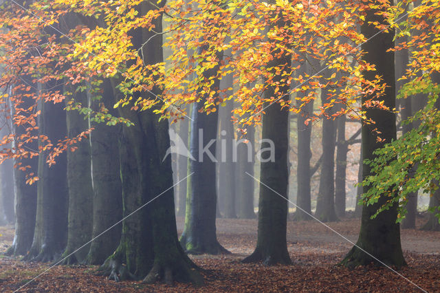 Beech (Fagus spec.)