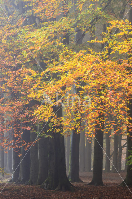 Beuk (Fagus spec.)