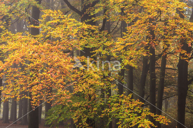 Beech (Fagus spec.)