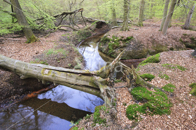 Beech (Fagus spec.)