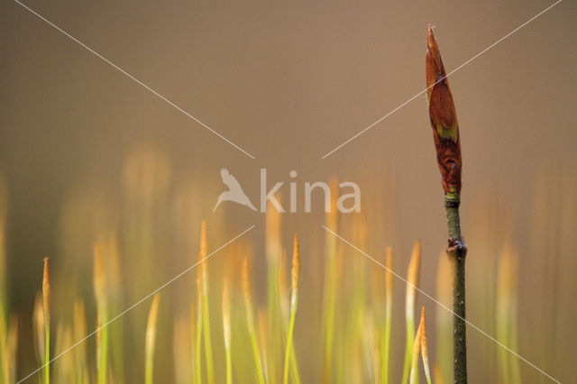 Beech (Fagus spec.)