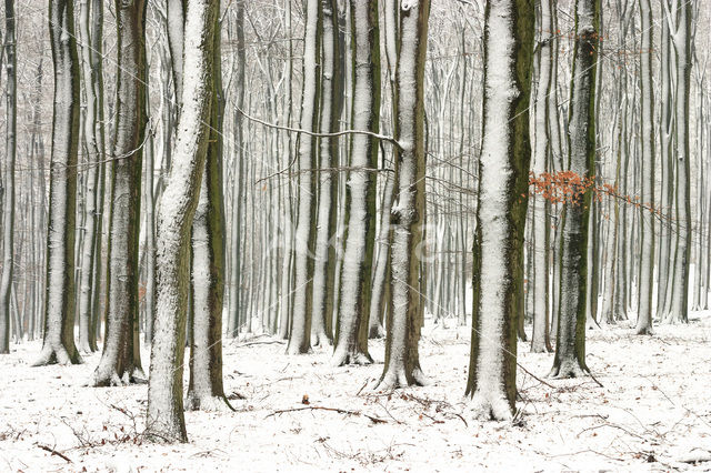 Beech (Fagus sylvatica)