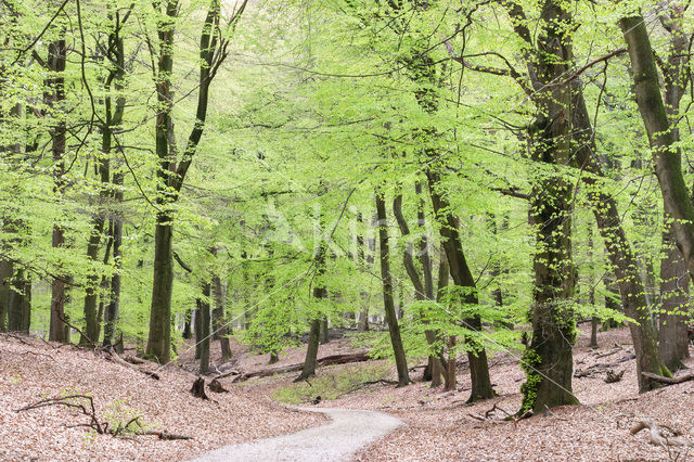 Beech (Fagus sylvatica)