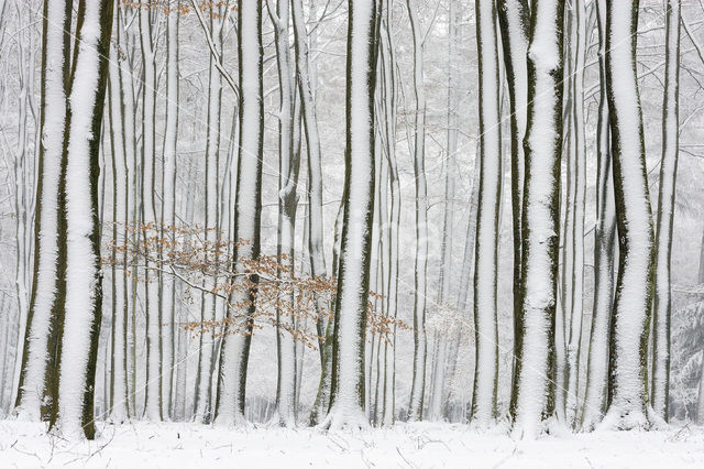 Beuk (Fagus sylvatica)