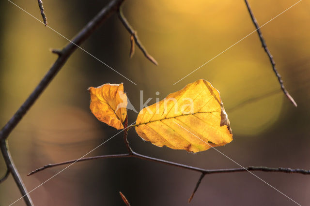 Beuk (Fagus spec.)