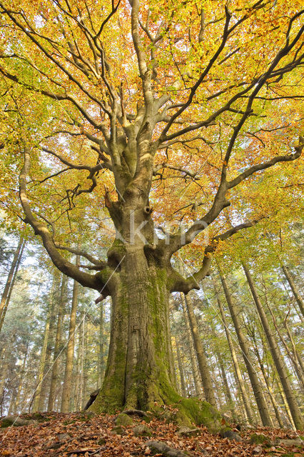 Beuk (Fagus spec.)