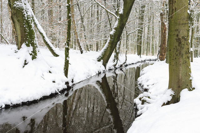 Beech (Fagus spec.)