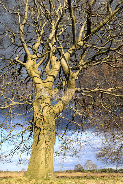 Beech (Fagus sylvatica)