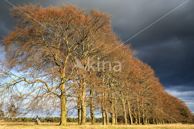 Beuk (Fagus sylvatica)