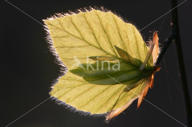 Beech (Fagus spec.)