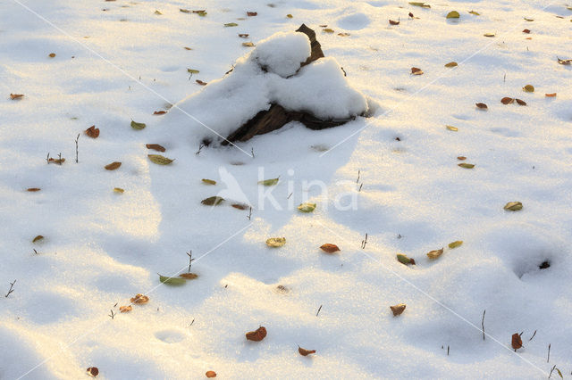 Beuk (Fagus sylvatica)