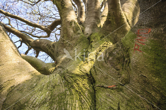 Beech (Fagus sylvatica)