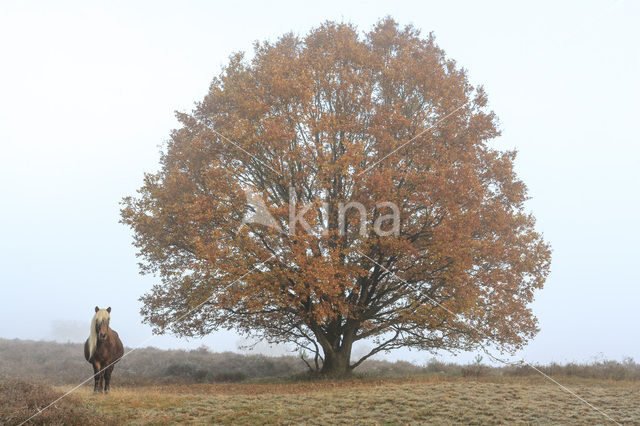 Beuk (Fagus spec.)