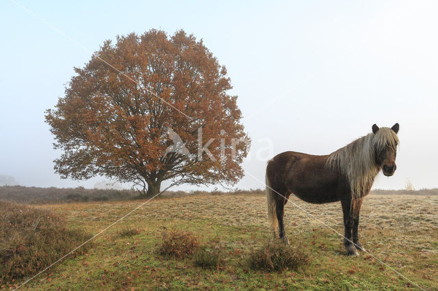 Beuk (Fagus spec.)