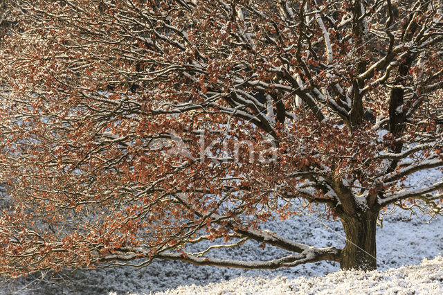 Beuk (Fagus sylvatica)