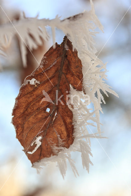 Beuk (Fagus sylvatica)