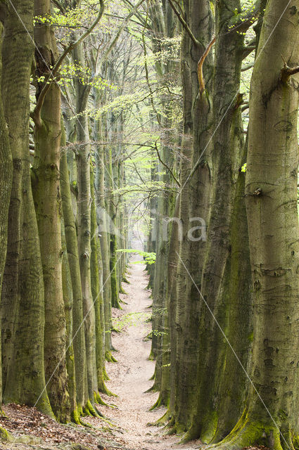 Beech (Fagus sylvatica)