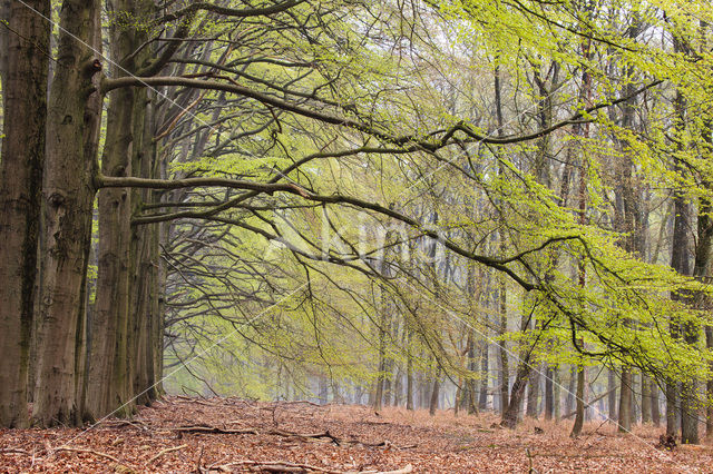 Beuk (Fagus sylvatica)