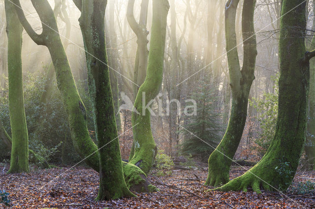 Beuk (Fagus sylvatica)