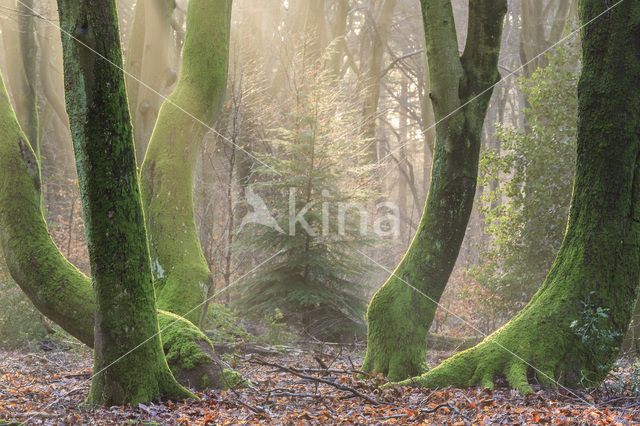 Beuk (Fagus sylvatica)