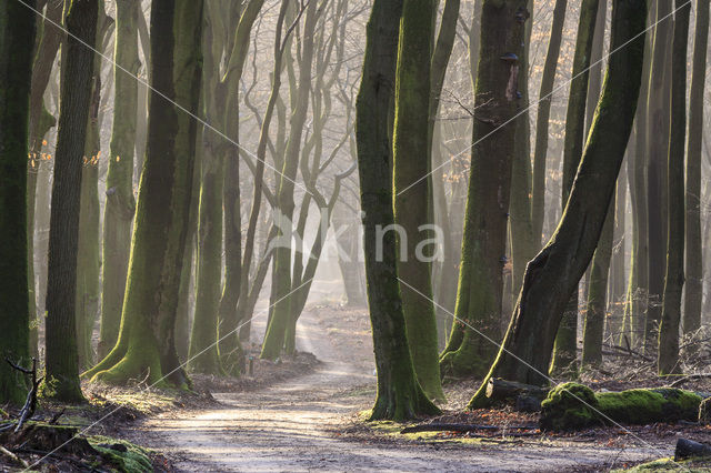 Beech (Fagus sylvatica)