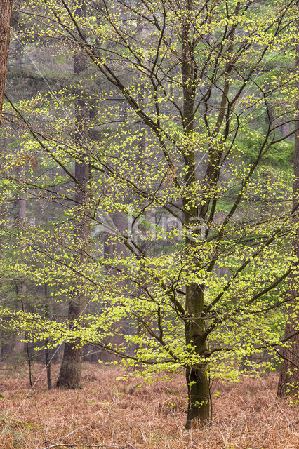 Beech (Fagus sylvatica)