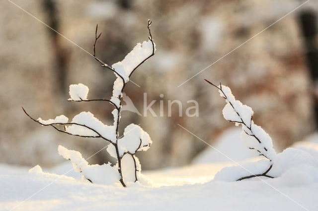 Beuk (Fagus spec.)