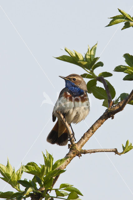 Blauwborst (Luscinia svecica)