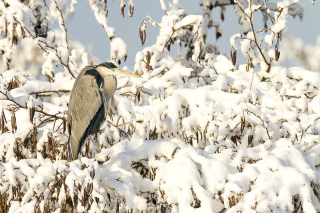 Blauwe Reiger (Ardea cinerea)