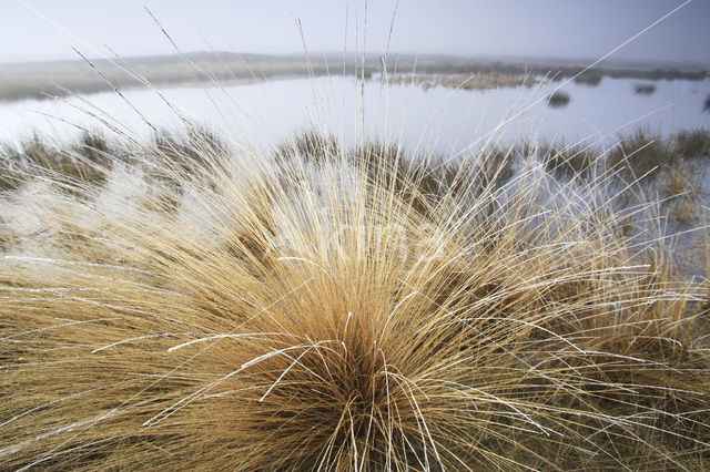 Bochtige smele (Deschampsia flexuosa)