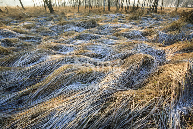 Bochtige smele (Deschampsia flexuosa)