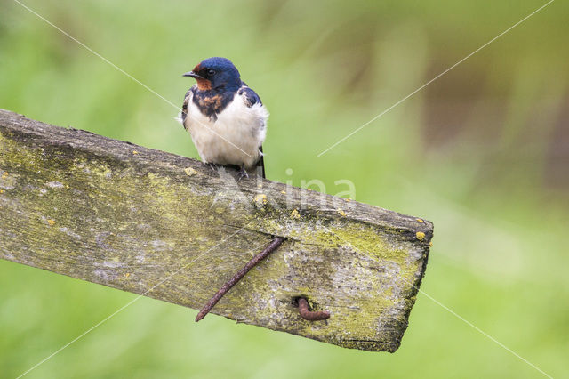 Boerenzwaluw (Hirundo rustica)