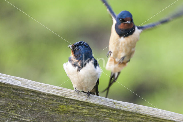 Boerenzwaluw (Hirundo rustica)