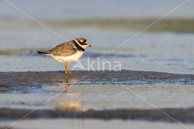 Bontbekplevier (Charadrius hiaticula)