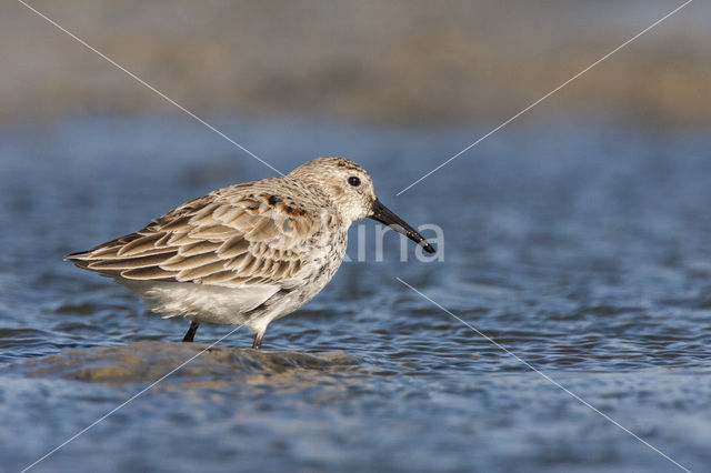 Bonte Strandloper (Calidris alpina)