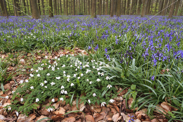 Bosanemoon (Anemone nemorosa)