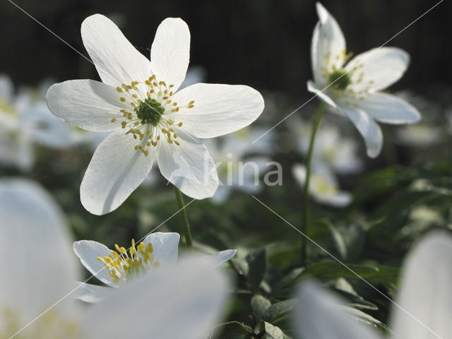 Wood Anemone (Anemone nemorosa)